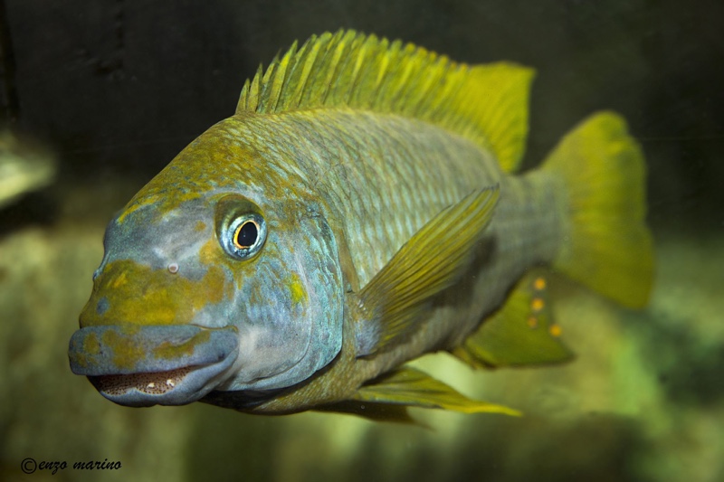 Petrochromis macrognathus 'Sumbu'